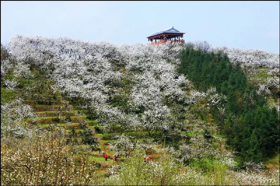 【春天，广西桂林灌阳县向您发出邀请！】我们在灌阳看梨花 - 游山玩水 - 洛阳生活社区 - 洛阳28生活网 luoyang.28life.net