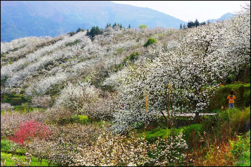 【春天，广西桂林灌阳县向您发出邀请！】我们在灌阳看梨花 - 游山玩水 - 洛阳生活社区 - 洛阳28生活网 luoyang.28life.net