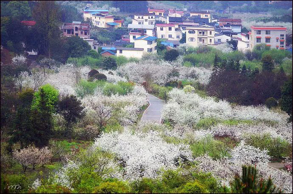 【春天，广西桂林灌阳县向您发出邀请！】我们在灌阳看梨花 - 游山玩水 - 洛阳生活社区 - 洛阳28生活网 luoyang.28life.net
