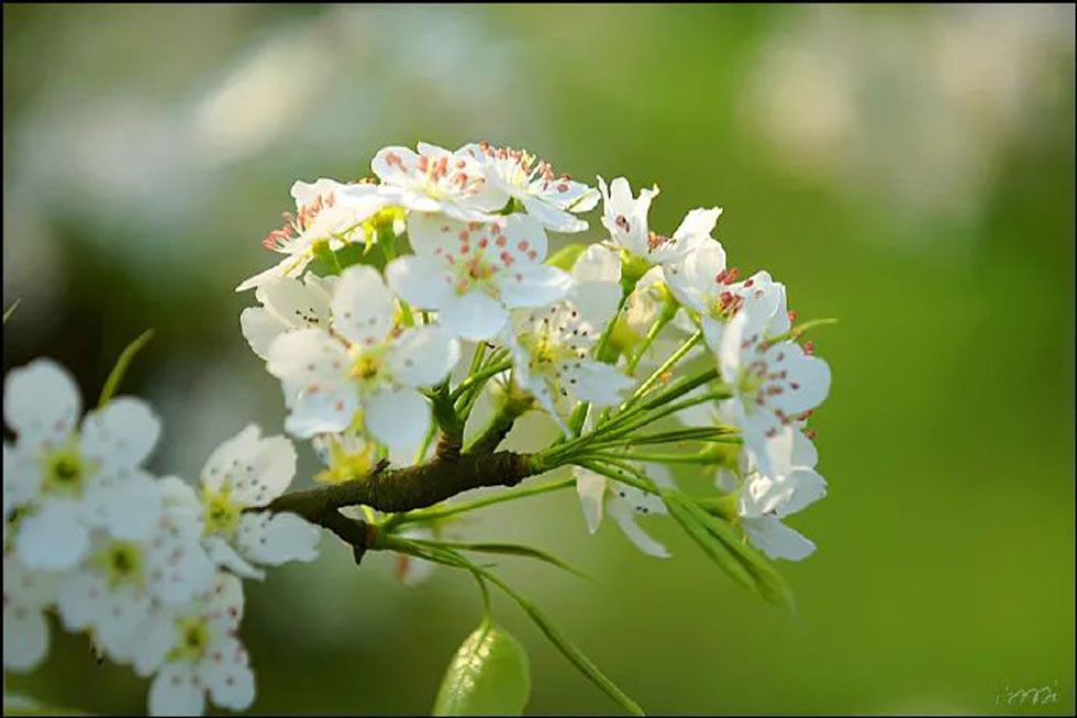 【春天，广西桂林灌阳县向您发出邀请！】我们在灌阳看梨花 - 游山玩水 - 洛阳生活社区 - 洛阳28生活网 luoyang.28life.net