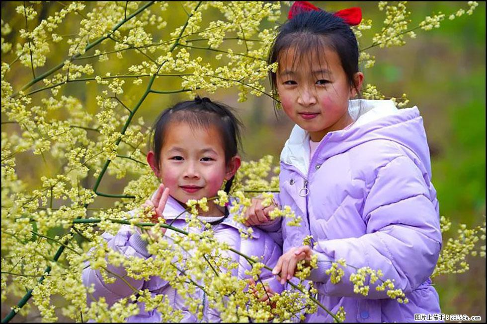 【春天，广西桂林灌阳县向您发出邀请！】米珠山前有片山苍子花在飘香 - 游山玩水 - 洛阳生活社区 - 洛阳28生活网 luoyang.28life.net