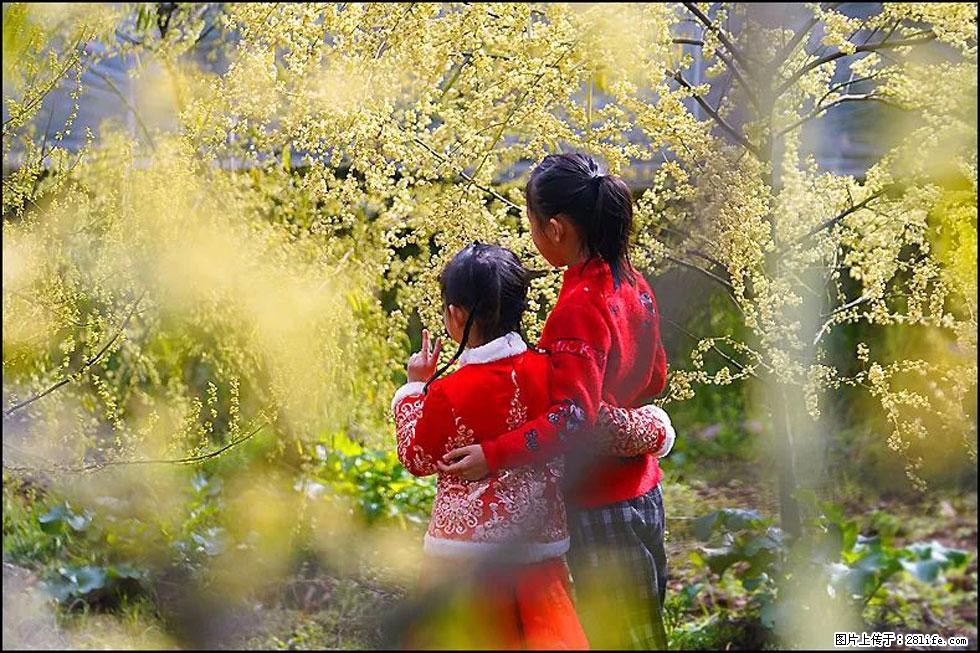 【春天，广西桂林灌阳县向您发出邀请！】米珠山前有片山苍子花在飘香 - 游山玩水 - 洛阳生活社区 - 洛阳28生活网 luoyang.28life.net