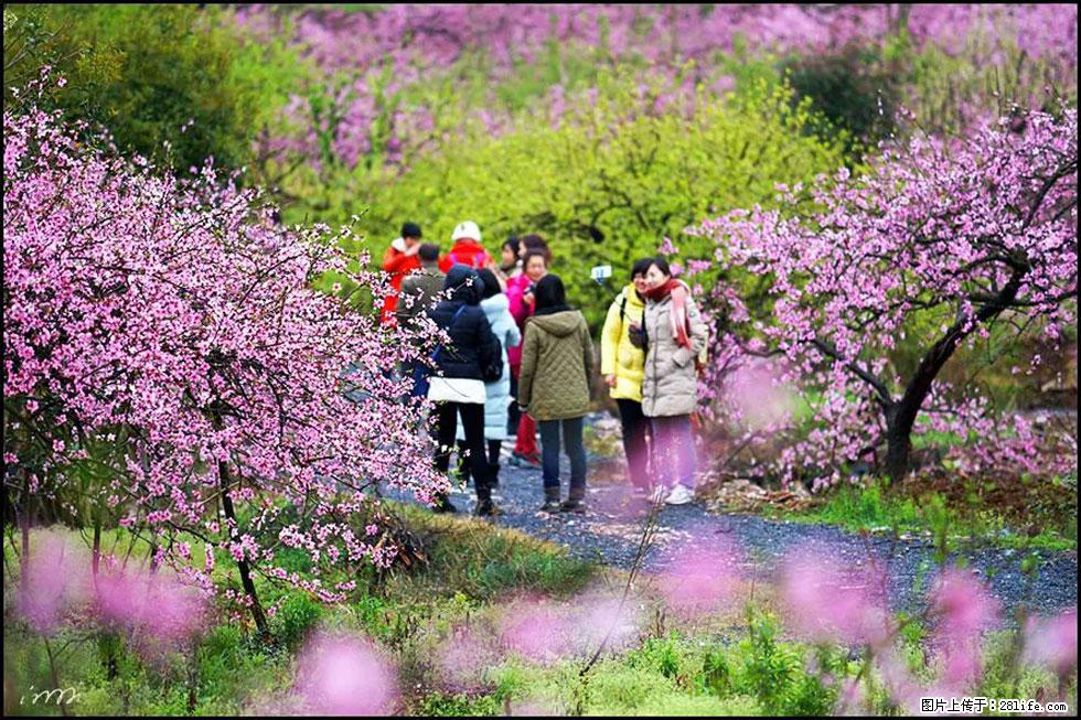 【春天，广西桂林灌阳县向您发出邀请！】官庄村有个醉美的桃花园 - 游山玩水 - 洛阳生活社区 - 洛阳28生活网 luoyang.28life.net