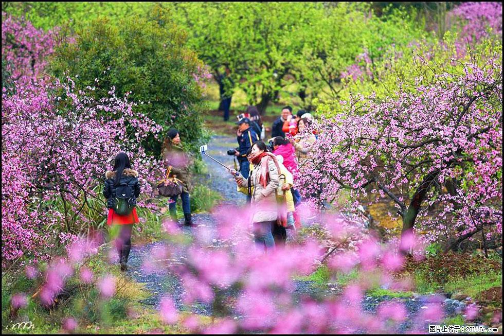 【春天，广西桂林灌阳县向您发出邀请！】官庄村有个醉美的桃花园 - 游山玩水 - 洛阳生活社区 - 洛阳28生活网 luoyang.28life.net