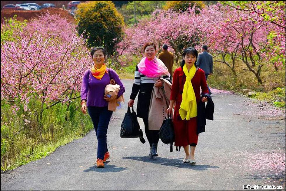 【春天，广西桂林灌阳县向您发出邀请！】官庄村有个醉美的桃花园 - 游山玩水 - 洛阳生活社区 - 洛阳28生活网 luoyang.28life.net