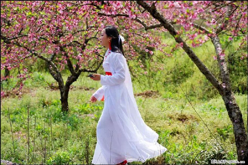 【春天，广西桂林灌阳县向您发出邀请！】官庄村有个醉美的桃花园 - 游山玩水 - 洛阳生活社区 - 洛阳28生活网 luoyang.28life.net