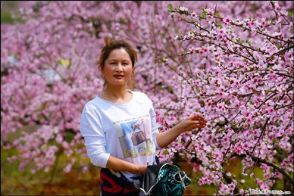 【春天，广西桂林灌阳县向您发出邀请！】官庄村有个醉美的桃花园 - 游山玩水 - 洛阳生活社区 - 洛阳28生活网 luoyang.28life.net