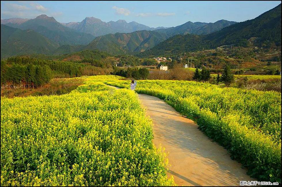 【春天，广西桂林灌阳县向您发出邀请！】长坪村油菜盛情花开 - 游山玩水 - 洛阳生活社区 - 洛阳28生活网 luoyang.28life.net