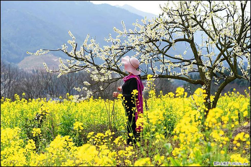 【春天，广西桂林灌阳县向您发出邀请！】长坪村油菜盛情花开 - 游山玩水 - 洛阳生活社区 - 洛阳28生活网 luoyang.28life.net