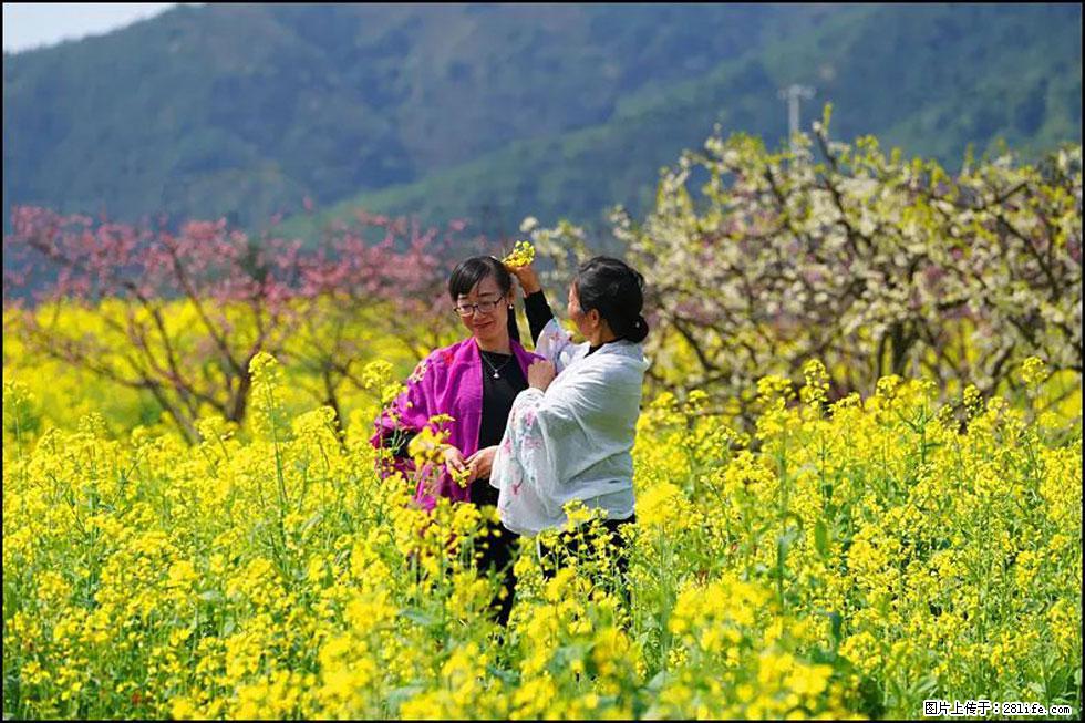 【春天，广西桂林灌阳县向您发出邀请！】长坪村油菜盛情花开 - 游山玩水 - 洛阳生活社区 - 洛阳28生活网 luoyang.28life.net