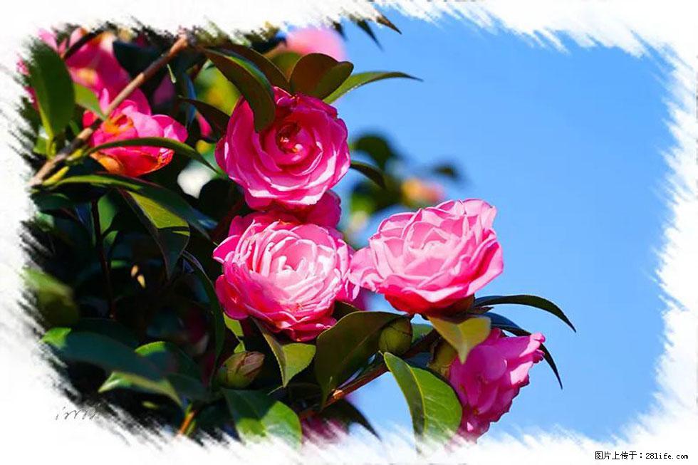 【春天，广西桂林灌阳县向您发出邀请！】杨柳井茶花惹人爱 - 游山玩水 - 洛阳生活社区 - 洛阳28生活网 luoyang.28life.net