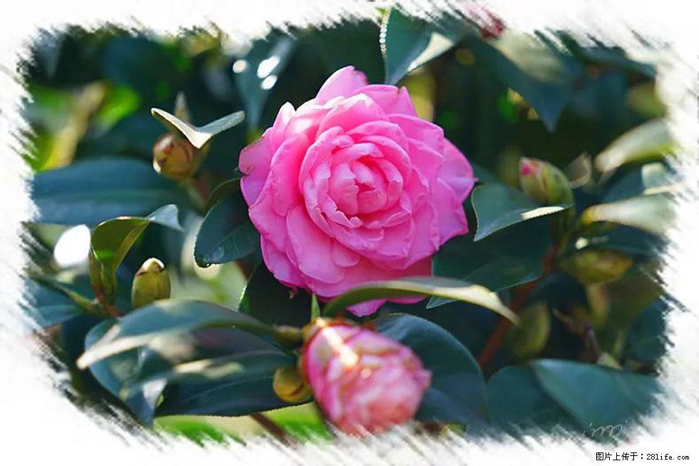 【春天，广西桂林灌阳县向您发出邀请！】杨柳井茶花惹人爱 - 游山玩水 - 洛阳生活社区 - 洛阳28生活网 luoyang.28life.net