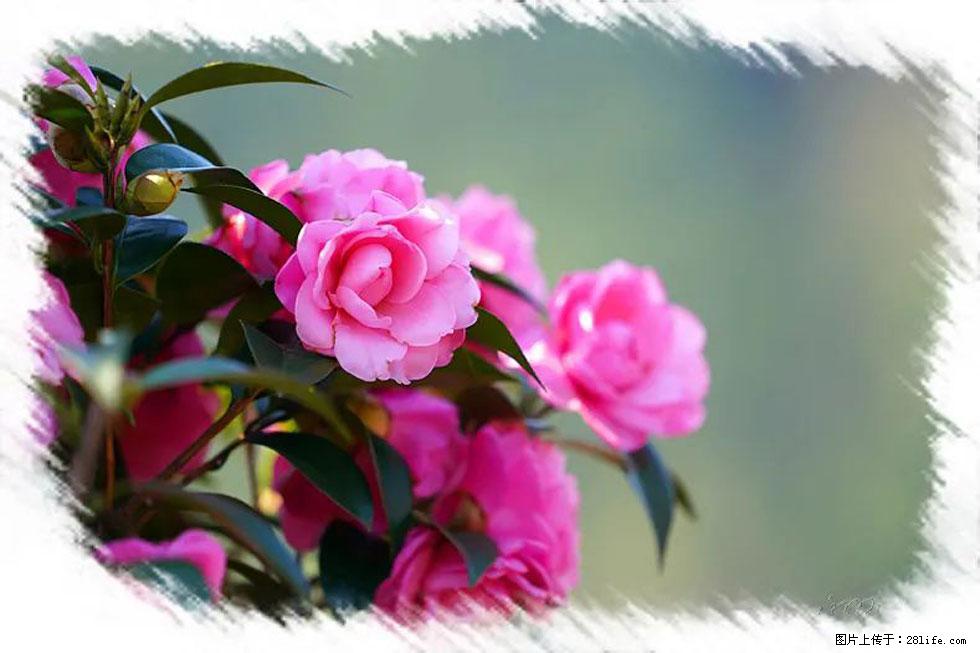 【春天，广西桂林灌阳县向您发出邀请！】杨柳井茶花惹人爱 - 游山玩水 - 洛阳生活社区 - 洛阳28生活网 luoyang.28life.net