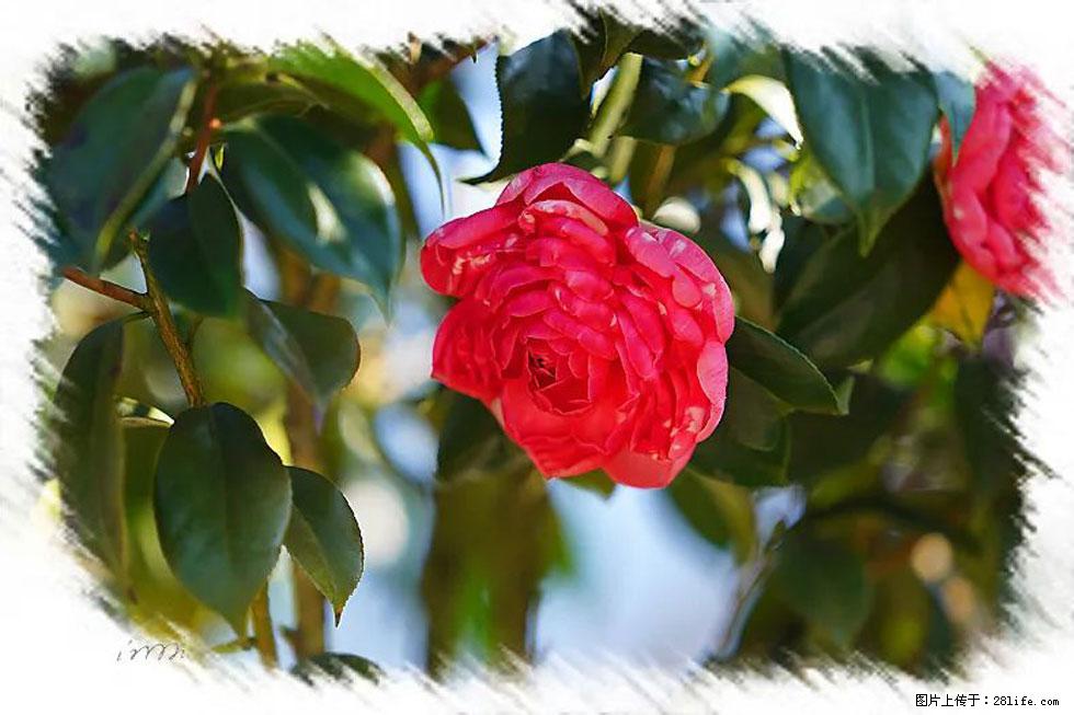 【春天，广西桂林灌阳县向您发出邀请！】杨柳井茶花惹人爱 - 游山玩水 - 洛阳生活社区 - 洛阳28生活网 luoyang.28life.net