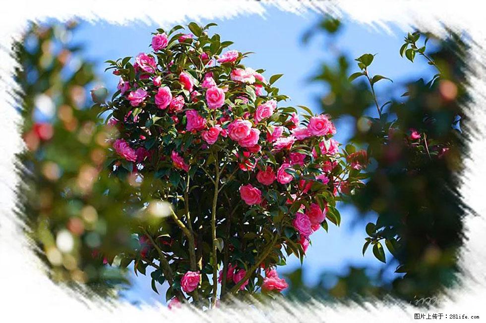 【春天，广西桂林灌阳县向您发出邀请！】杨柳井茶花惹人爱 - 游山玩水 - 洛阳生活社区 - 洛阳28生活网 luoyang.28life.net
