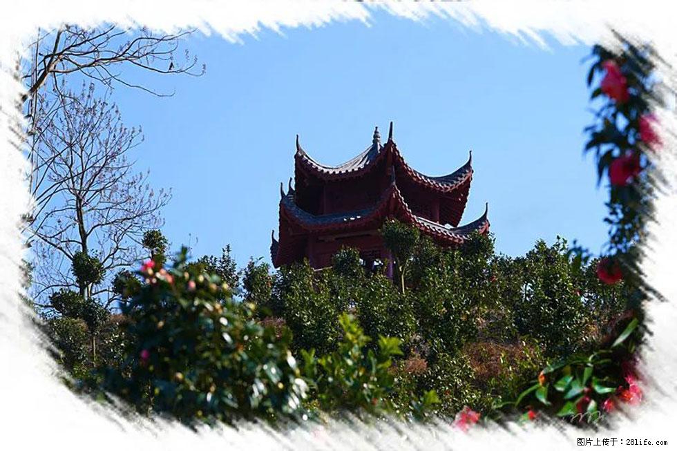 【春天，广西桂林灌阳县向您发出邀请！】杨柳井茶花惹人爱 - 游山玩水 - 洛阳生活社区 - 洛阳28生活网 luoyang.28life.net