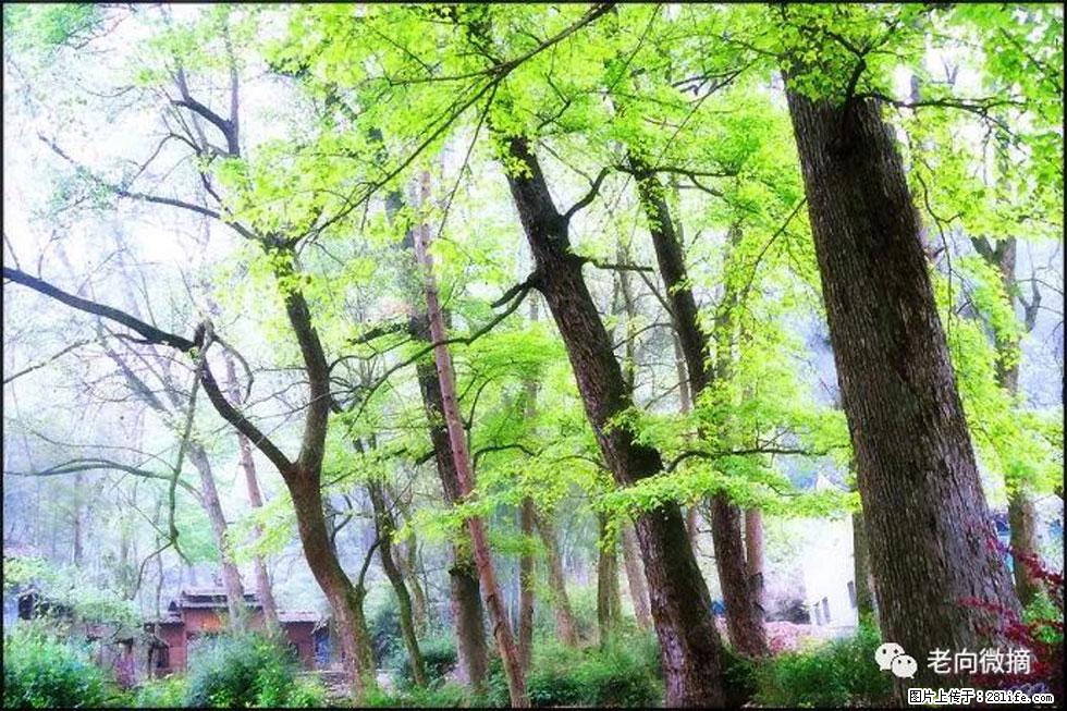 【春天，广西桂林灌阳县向您发出邀请！】在小龙村与春天约会 - 游山玩水 - 洛阳生活社区 - 洛阳28生活网 luoyang.28life.net