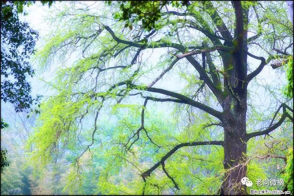 【春天，广西桂林灌阳县向您发出邀请！】在小龙村与春天约会 - 游山玩水 - 洛阳生活社区 - 洛阳28生活网 luoyang.28life.net