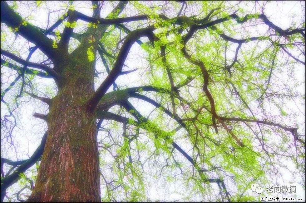 【春天，广西桂林灌阳县向您发出邀请！】在小龙村与春天约会 - 游山玩水 - 洛阳生活社区 - 洛阳28生活网 luoyang.28life.net