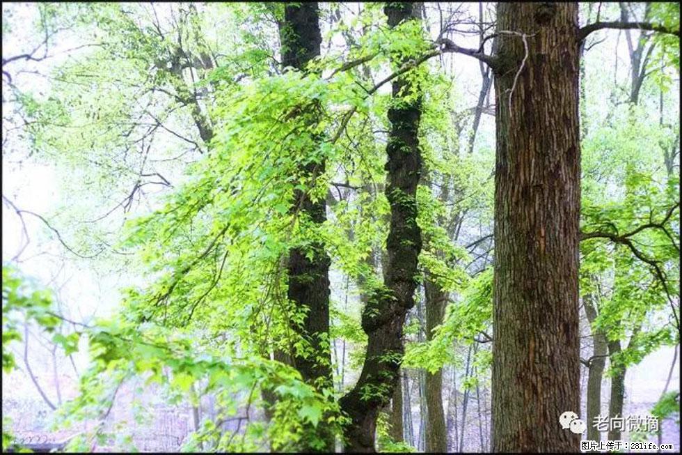 【春天，广西桂林灌阳县向您发出邀请！】在小龙村与春天约会 - 游山玩水 - 洛阳生活社区 - 洛阳28生活网 luoyang.28life.net