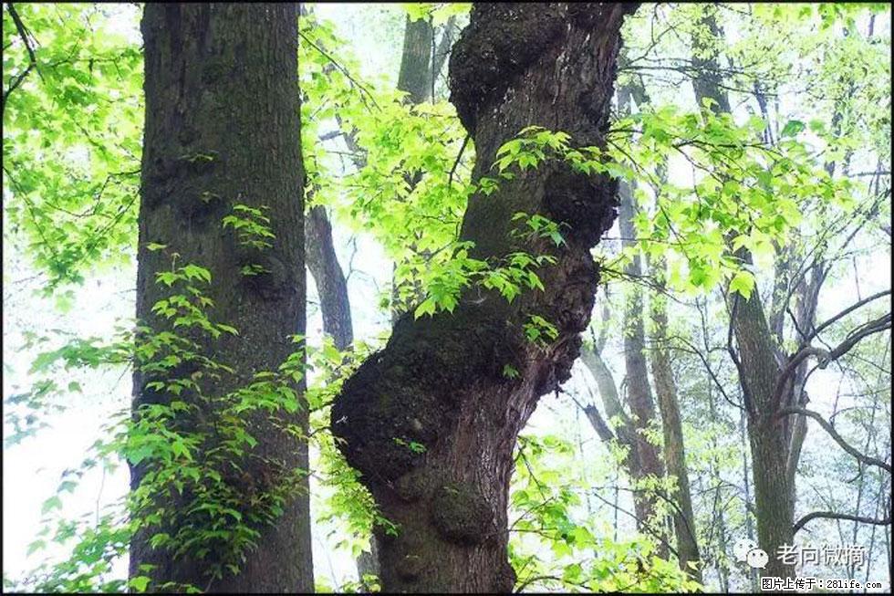 【春天，广西桂林灌阳县向您发出邀请！】在小龙村与春天约会 - 游山玩水 - 洛阳生活社区 - 洛阳28生活网 luoyang.28life.net