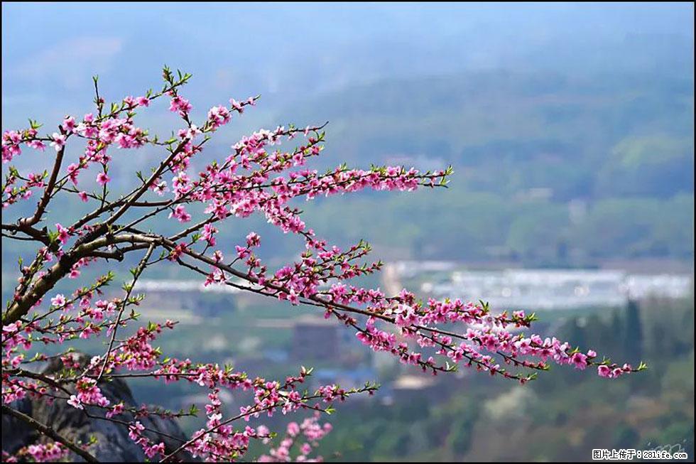 【春天，广西桂林灌阳县向您发出邀请！】望月岭上桃花开 - 游山玩水 - 洛阳生活社区 - 洛阳28生活网 luoyang.28life.net