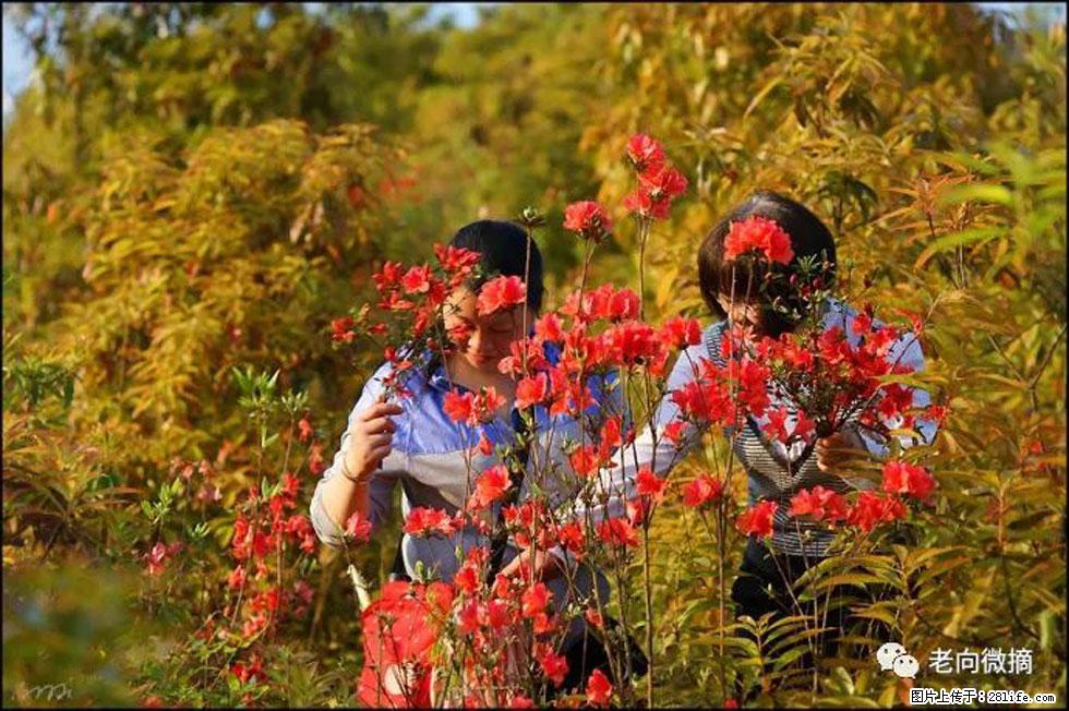 【春天，广西桂林灌阳县向您发出邀请！】登麒麟山，相约映山红 - 游山玩水 - 洛阳生活社区 - 洛阳28生活网 luoyang.28life.net
