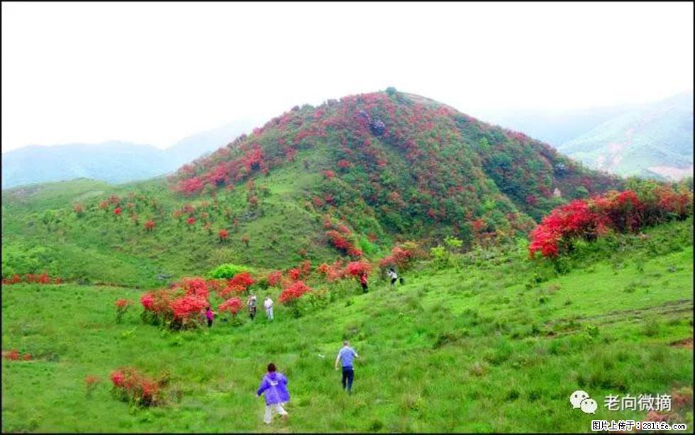 【春天，广西桂林灌阳县向您发出邀请！】宝盖山上映山红 - 游山玩水 - 洛阳生活社区 - 洛阳28生活网 luoyang.28life.net