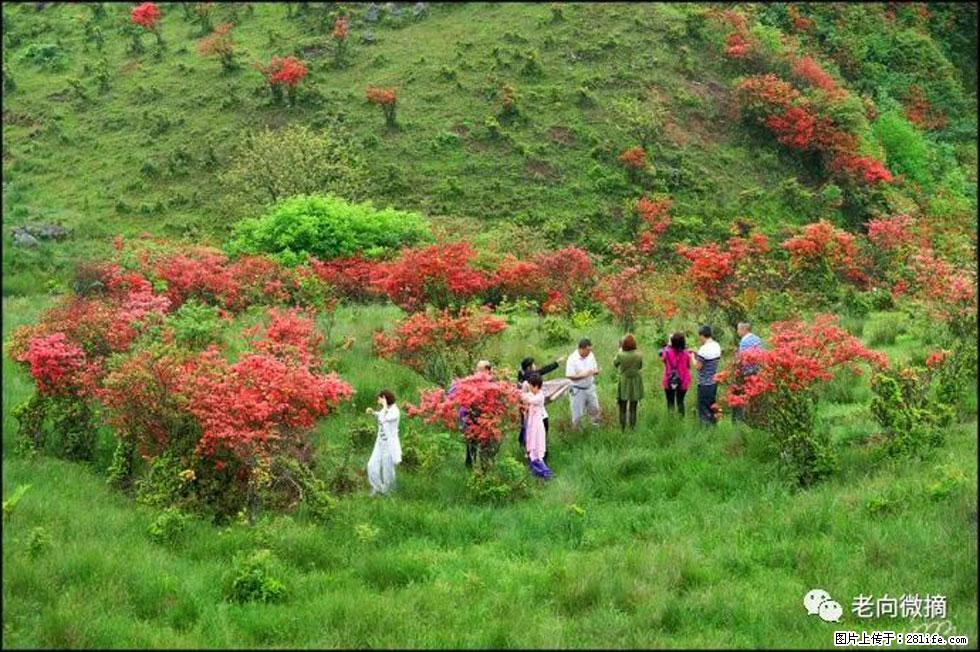 【春天，广西桂林灌阳县向您发出邀请！】宝盖山上映山红 - 游山玩水 - 洛阳生活社区 - 洛阳28生活网 luoyang.28life.net