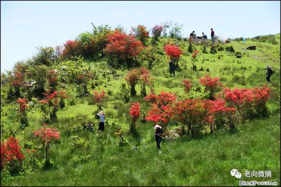 【春天，广西桂林灌阳县向您发出邀请！】宝盖山上映山红 - 游山玩水 - 洛阳生活社区 - 洛阳28生活网 luoyang.28life.net