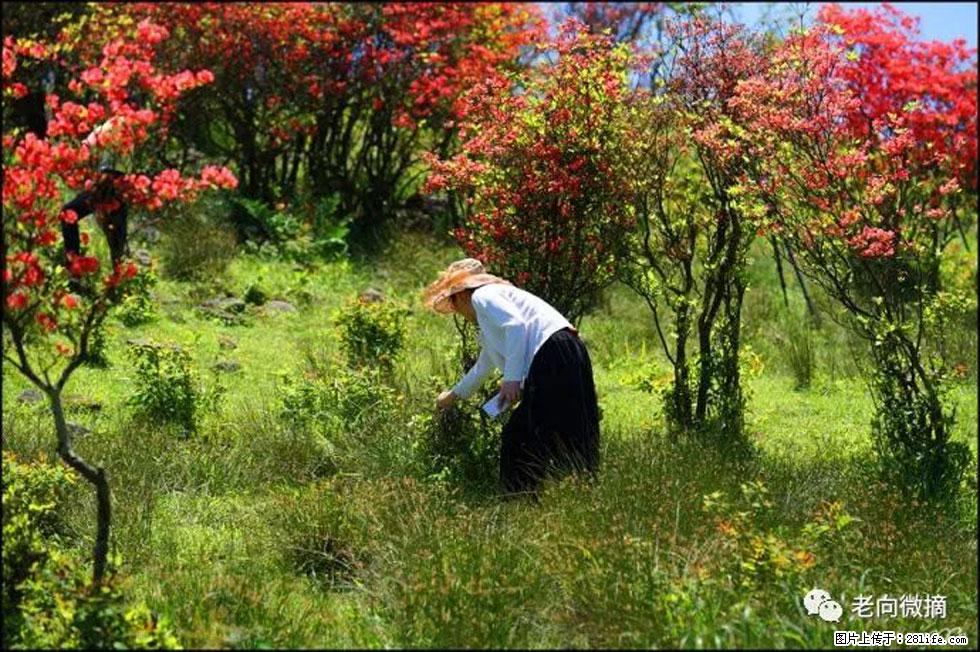 【春天，广西桂林灌阳县向您发出邀请！】宝盖山上映山红 - 游山玩水 - 洛阳生活社区 - 洛阳28生活网 luoyang.28life.net