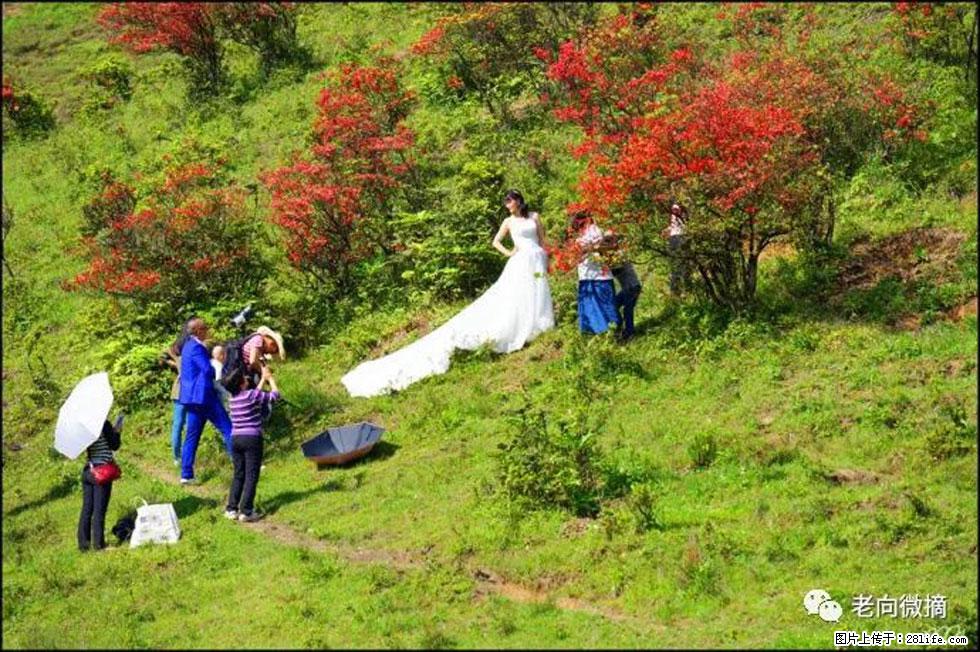 【春天，广西桂林灌阳县向您发出邀请！】宝盖山上映山红 - 游山玩水 - 洛阳生活社区 - 洛阳28生活网 luoyang.28life.net