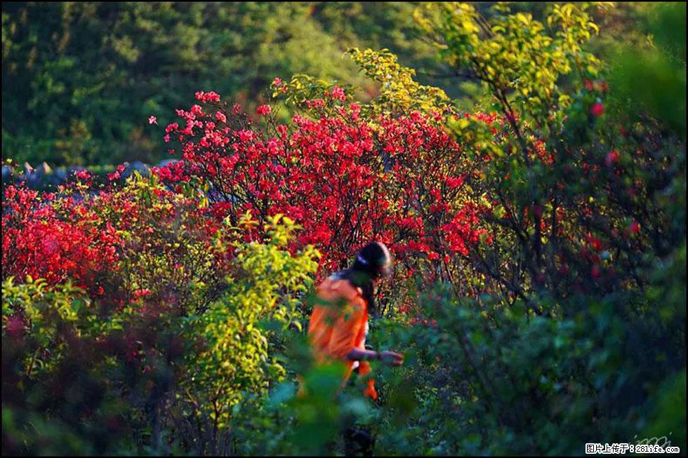 【春天，广西桂林灌阳县向您发出邀请！】春木界上映山红 - 游山玩水 - 洛阳生活社区 - 洛阳28生活网 luoyang.28life.net