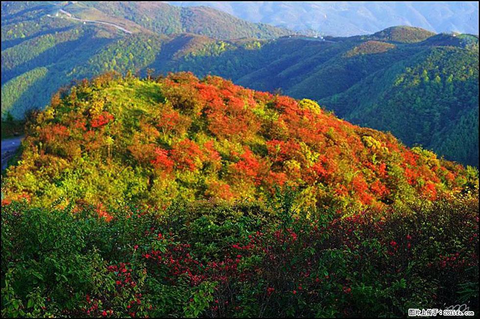 【春天，广西桂林灌阳县向您发出邀请！】春木界上映山红 - 游山玩水 - 洛阳生活社区 - 洛阳28生活网 luoyang.28life.net