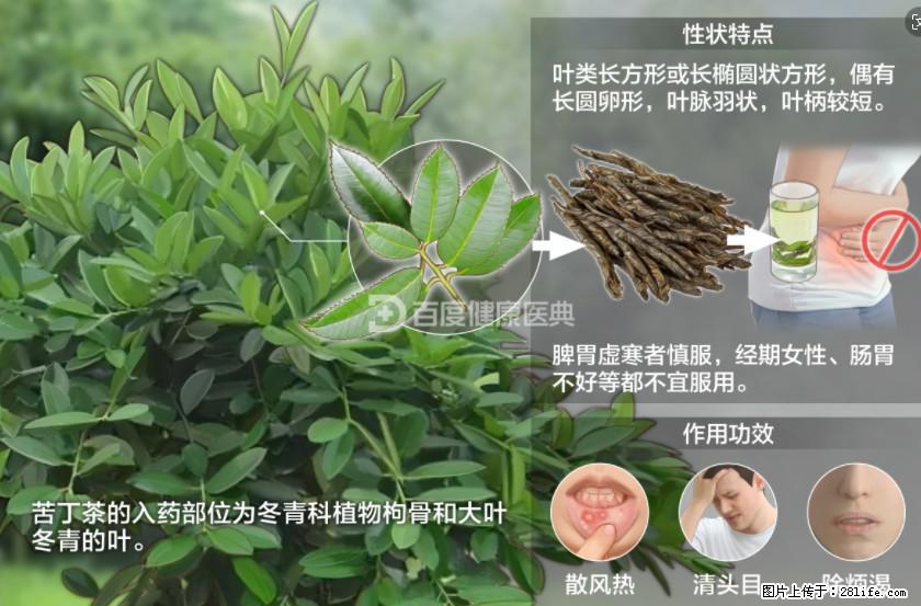 苦丁茶有哪些功效和作用 - 生活百科 - 洛阳生活社区 - 洛阳28生活网 luoyang.28life.net