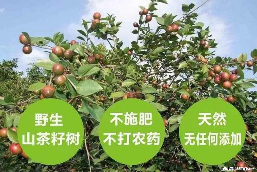 【灌阳县油茶产业示范区】一个有着充实的精神生活的人，对待身外之物自会有一种淡泊的态度 - 美食天地 - 洛阳生活社区 - 洛阳28生活网 luoyang.28life.net