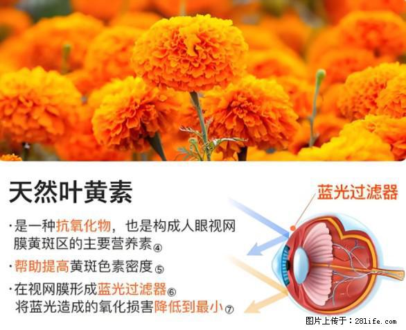 叶黄素有什么功效和作用 - 生活百科 - 洛阳生活社区 - 洛阳28生活网 luoyang.28life.net