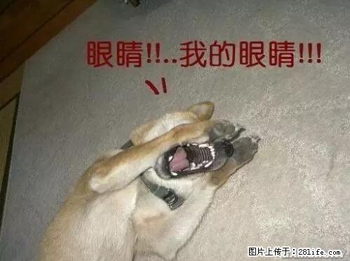 笑癫了！一女的怀孕三年未生，他终于忍不住了... - 娱乐八卦 - 洛阳生活社区 - 洛阳28生活网 luoyang.28life.net