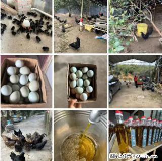 油茶园从小鸡仔开始养起的纯土鸡、土鸡蛋可以预定啦！还有前几天刚榨的纯山茶油哦 - 洛阳28生活网 luoyang.28life.net