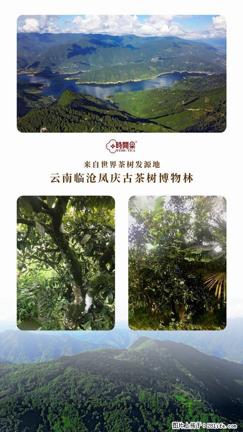 时间果百年古树2025年春红茶 - 购物交流 - 洛阳生活社区 - 洛阳28生活网 luoyang.28life.net