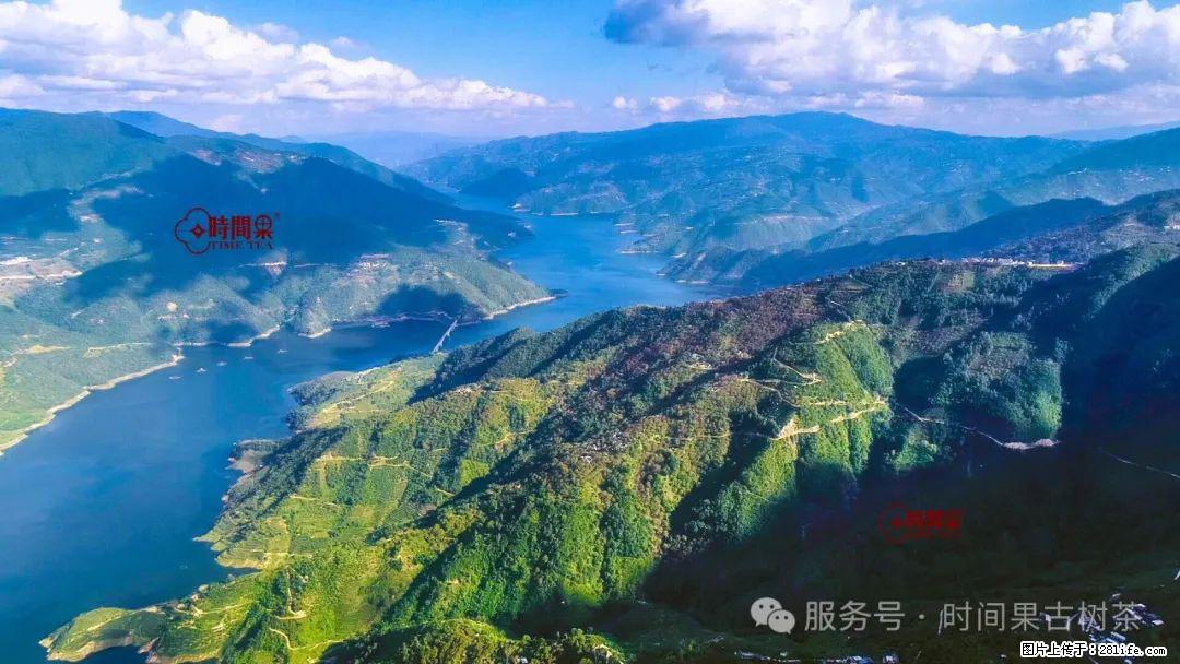 时间果百年古树龙珠普洱生茶 - 购物交流 - 洛阳生活社区 - 洛阳28生活网 luoyang.28life.net