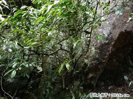 平乐石崖茶，珍贵仅次于金花茶 - 洛阳生活资讯 - 洛阳28生活网 luoyang.28life.net