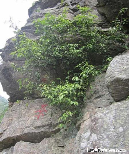平乐石崖茶，珍贵仅次于金花茶 - 洛阳生活资讯 - 洛阳28生活网 luoyang.28life.net