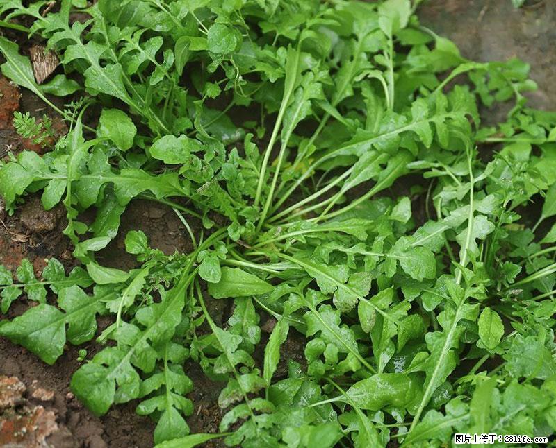 这些蔬菜是“天然钙片”，这6种被医生重点推荐 - 洛阳生活资讯 - 洛阳28生活网 luoyang.28life.net