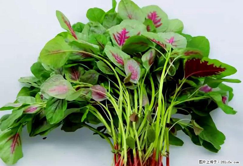 这些蔬菜是“天然钙片”，这6种被医生重点推荐 - 洛阳生活资讯 - 洛阳28生活网 luoyang.28life.net