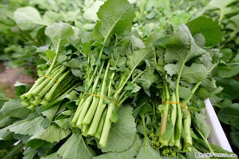 这些蔬菜是“天然钙片”，这6种被医生重点推荐 - 洛阳生活资讯 - 洛阳28生活网 luoyang.28life.net